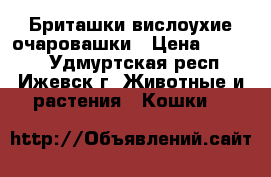 Бриташки вислоухие очаровашки › Цена ­ 3 500 - Удмуртская респ., Ижевск г. Животные и растения » Кошки   